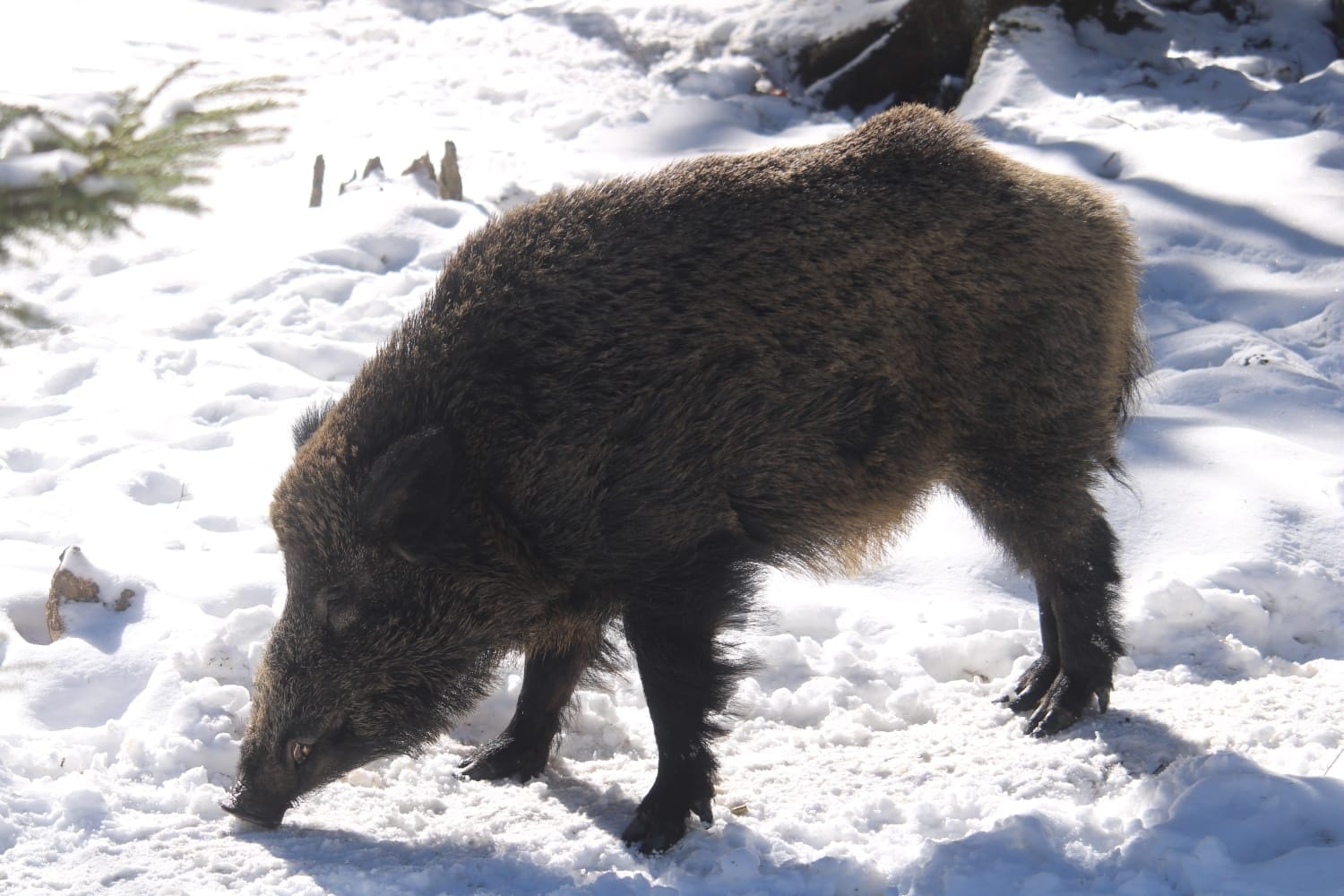 Ученые выяснили, что причиной радиоактивности баварских кабанов являются атмосферные испытания ядерного оружия