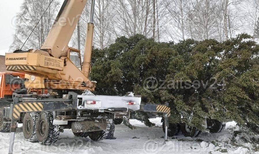 Чиновники вновь украли елку с частного участка. Для этого пришлось разобрать часть забора, несмотря на протесты соседей