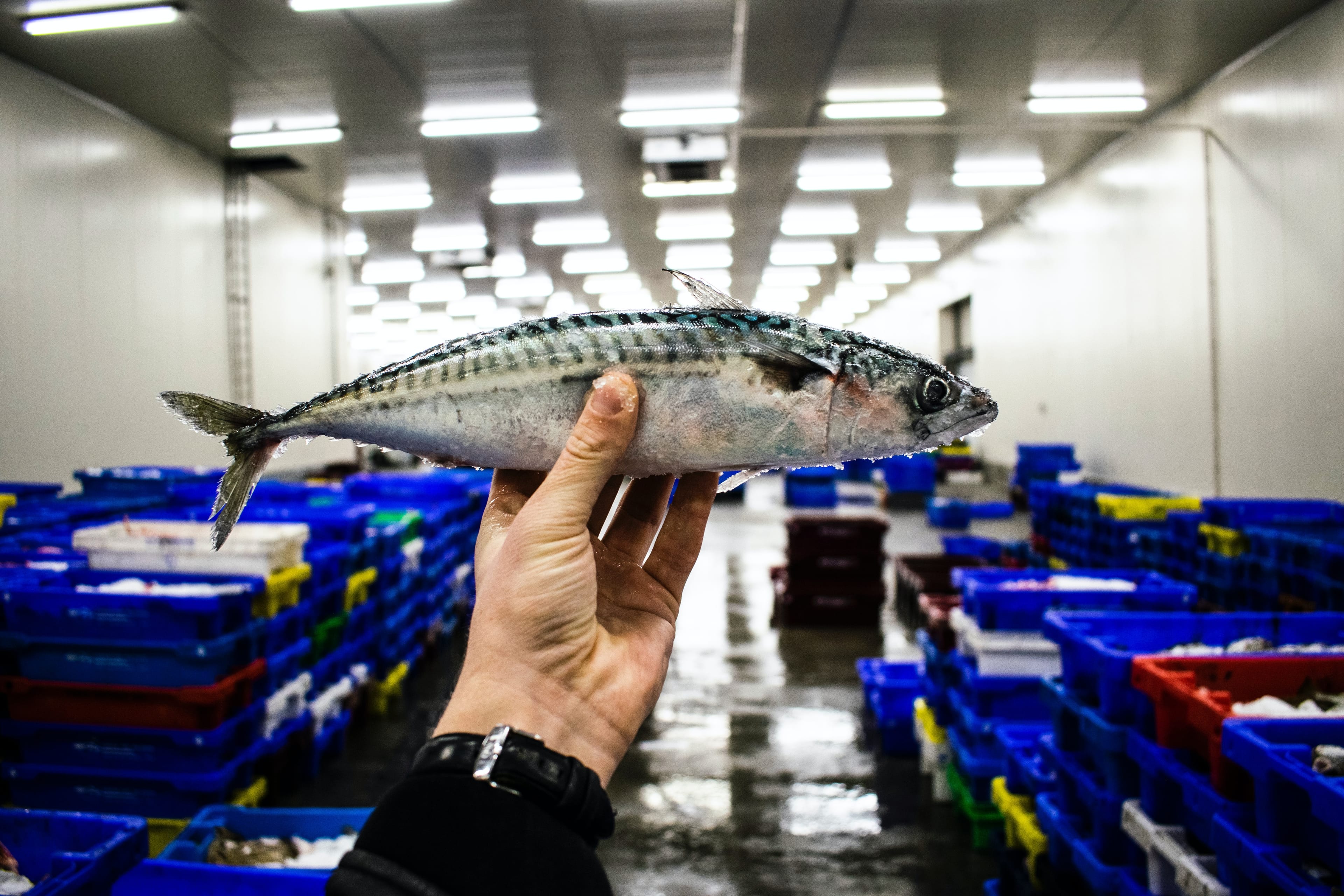 Россия планирует ввести квоты на экспорт консервов из рыбы и морепродуктов