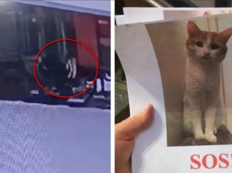 Против проводницы, выбросившей кота Твикса из поезда, завели уголовное дело —  РИА «Новости» 