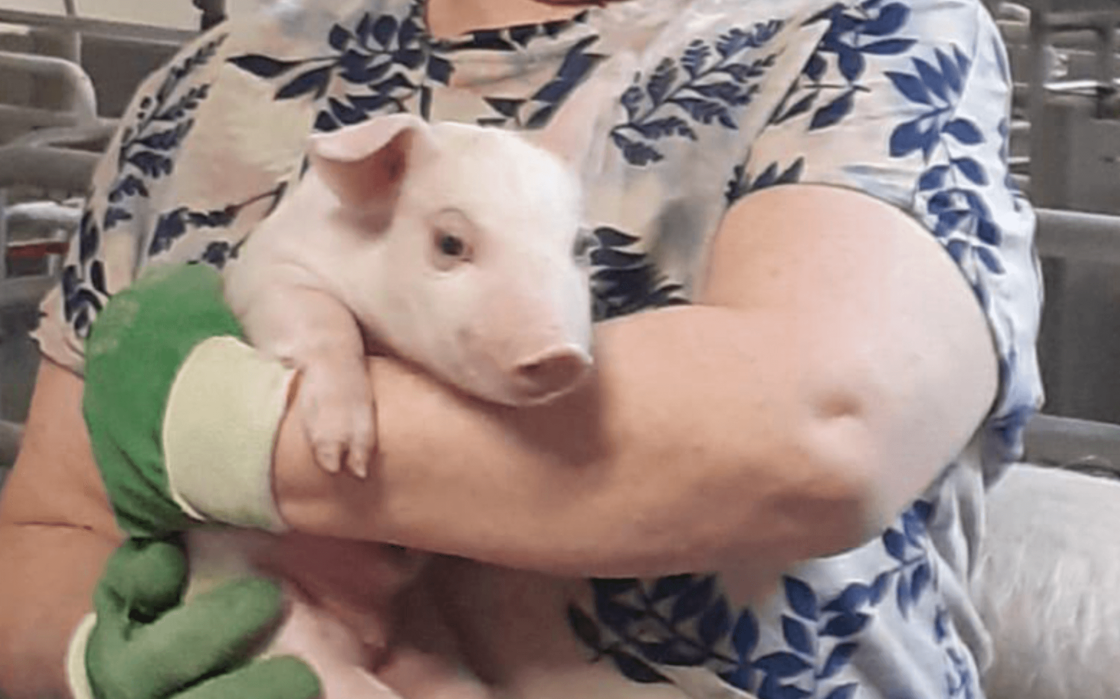 Суд защитил от штрафа газету «Сибирский хлебороб», которая написала о хряке, названном в честь «иноагента» Максима Галкина