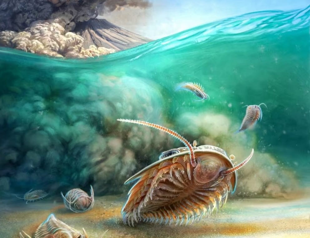 Окаменелость похороненного в вулканическом пепле трилобита помогла ученым узнать строение его ротового аппарата