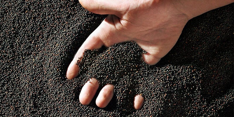 БРЦ: Вывозом рапса с оккупированных территорий Украины занимаются компании, связанные с Кадыровым и «Единой Россией», при поддержке Беларуси