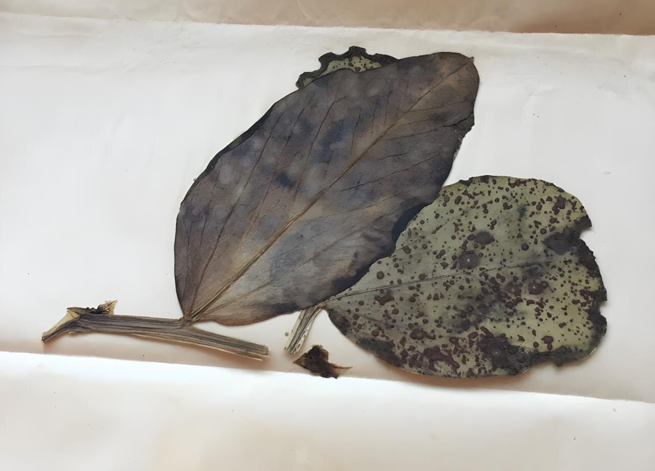 Ученые оживили грибки 80-летней давности и подтвердили влияние агрохимикатов на эволюцию их потомков, что поможет лучше защищать растения