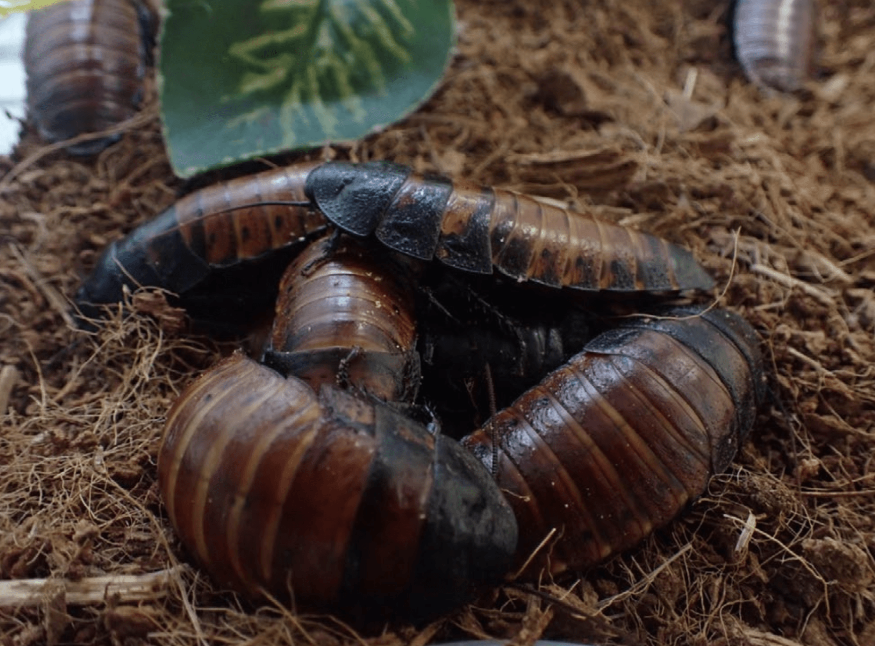 Мадагаскарские шипящие тараканы обнимаются при низкой влажности, чтобы избежать высыхания — исследование