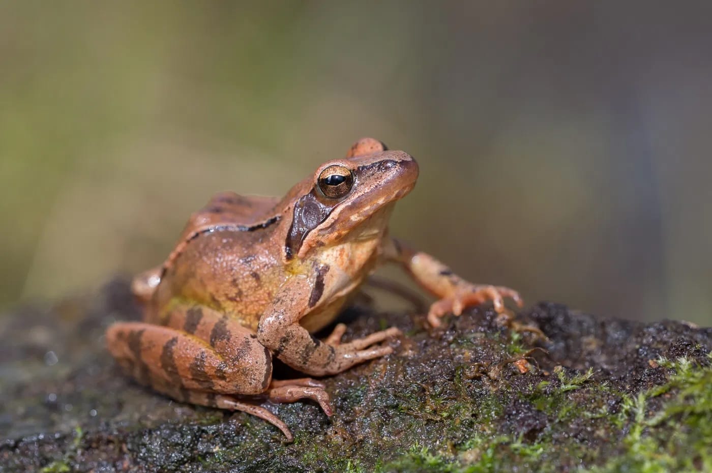 Лягушки оказались «идеальными» животными — за 45 млн лет эволюции их анатомия и физиология почти не изменились — исследование
