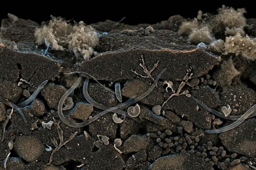 Ученые нашли микроэкосистему, заселившую океанское дно почти сразу после вымирания 85% морских видов