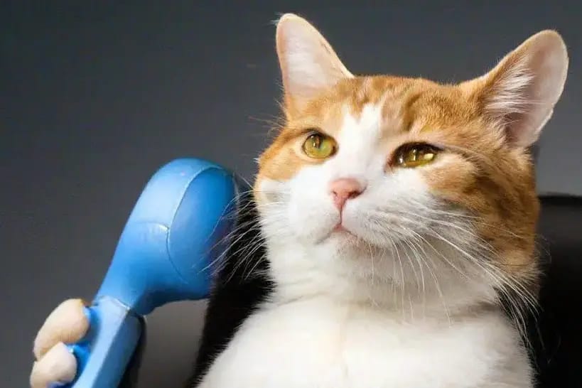 Cat feeders, chess apps, Excel spreadsheets, and pagers: Russians cope with nationwide internet outages in unusual ways