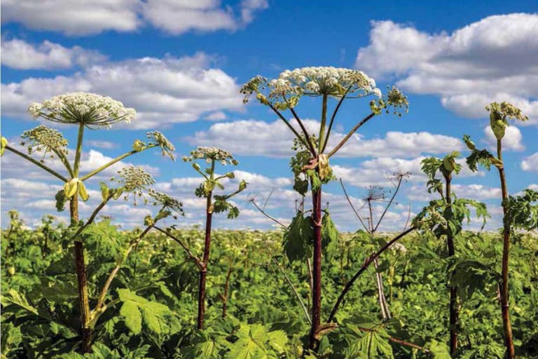Владельцев земли в Москве будут штрафовать за заросли борщевика
