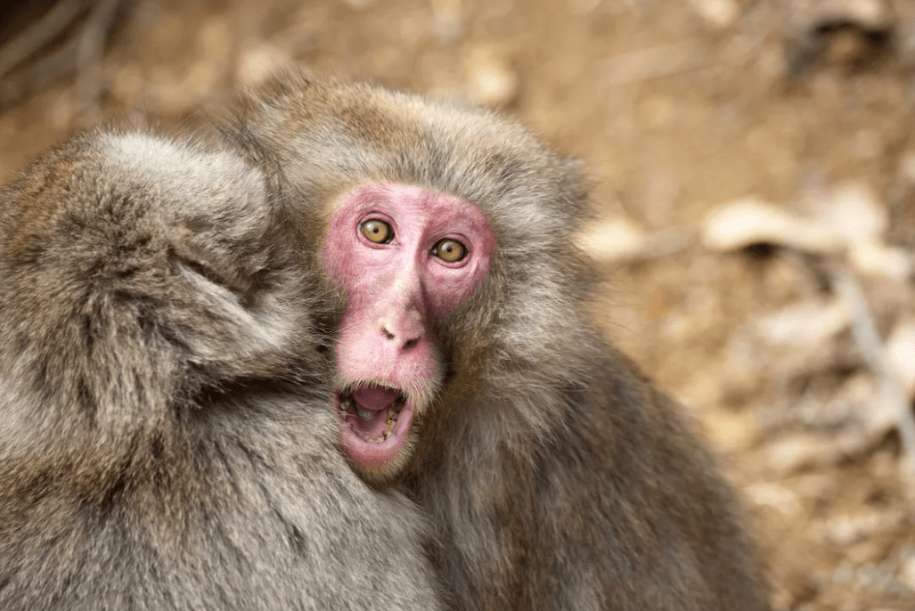 Ученые отследили нейрофизиологию зависти с помощью мозга макак