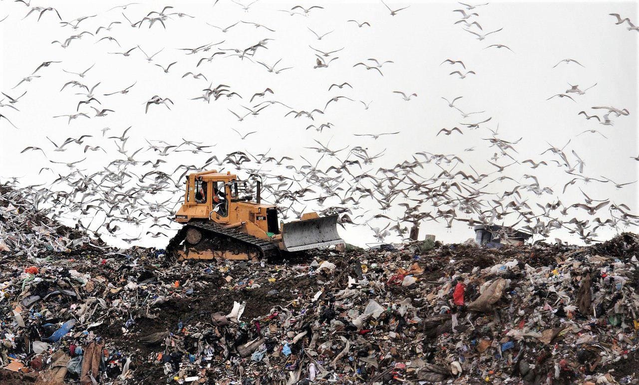 Чайка на мусоре. Как друзья Путина могут заработать на протестах против полигонов в Подмосковье