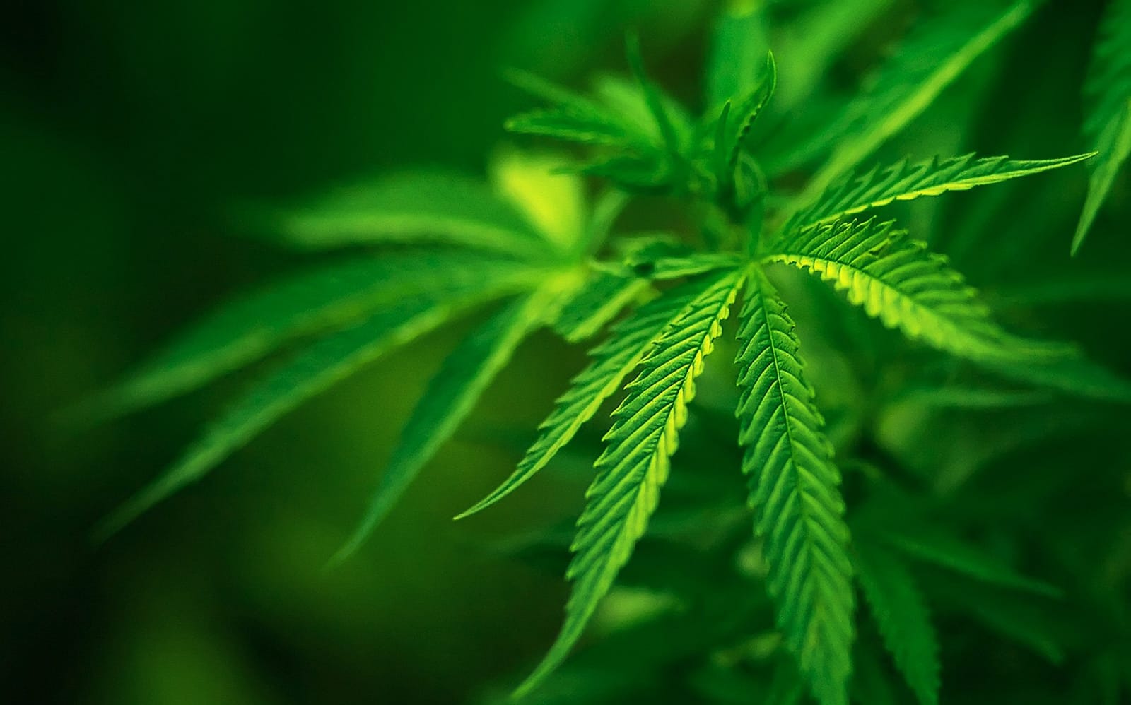 В саратовской колонии заключенные выращивали коноплю, сообщает СК. Возбуждено дело о халатности в отношении сотрудников ФСИН