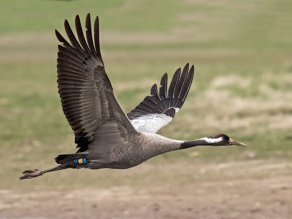 На Ставрополье возбудили дело о гибели 800 серых журавлей от химикатов для борьбы с грызунами. Этот вид занесен в Красную книгу