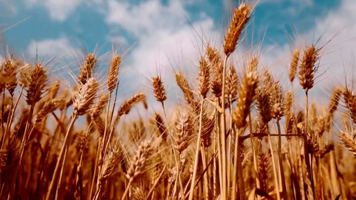 Bloomberg: Зернотрейдер Viterra вслед за Cargill планирует уйти с российского рынка