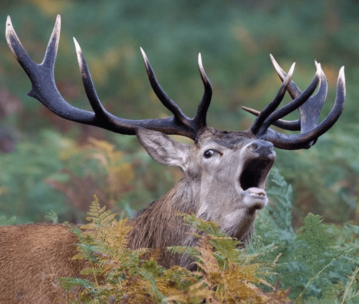 Российский заповедник потребовал от Норвегии более 423 млн рублей за то, что норвежские олени поели на территории России