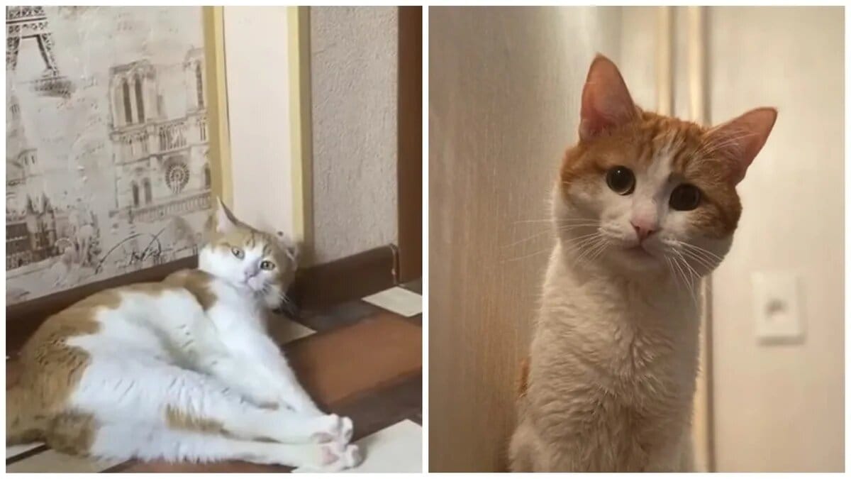 РЖД запретит высаживать животных из поездов после гибели кота Твикса. Проводница выбросила его из вагона, хотя на кота был оформлен билет