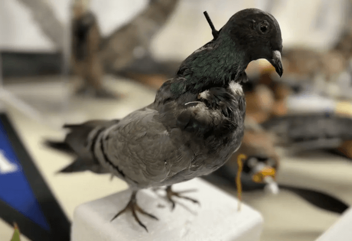 В США создают дроны из чучел умерших животных, имитирующие уток и голубей