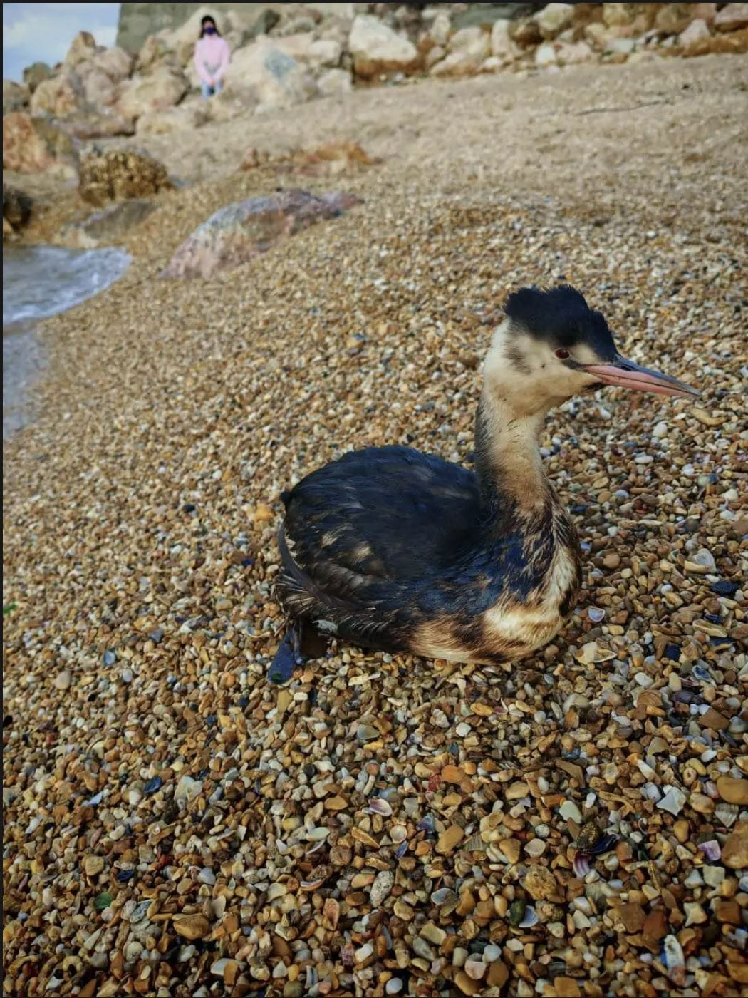 Мазут из затонувших российских танкеров дошел до Севастополя