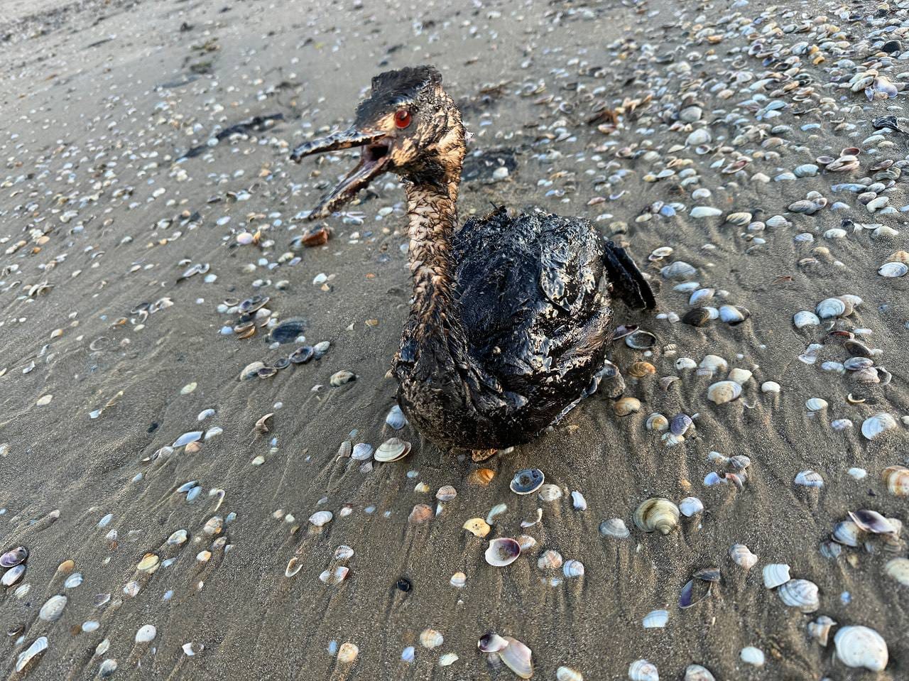 Only 15% of birds rescued after Russia’s Black Sea oil spill survive in rehab centers