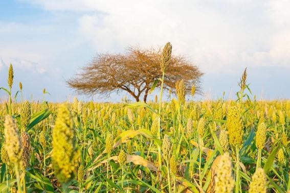 Поле сорго в Судане. Фото: Mahmoud Shamrouk / FAO