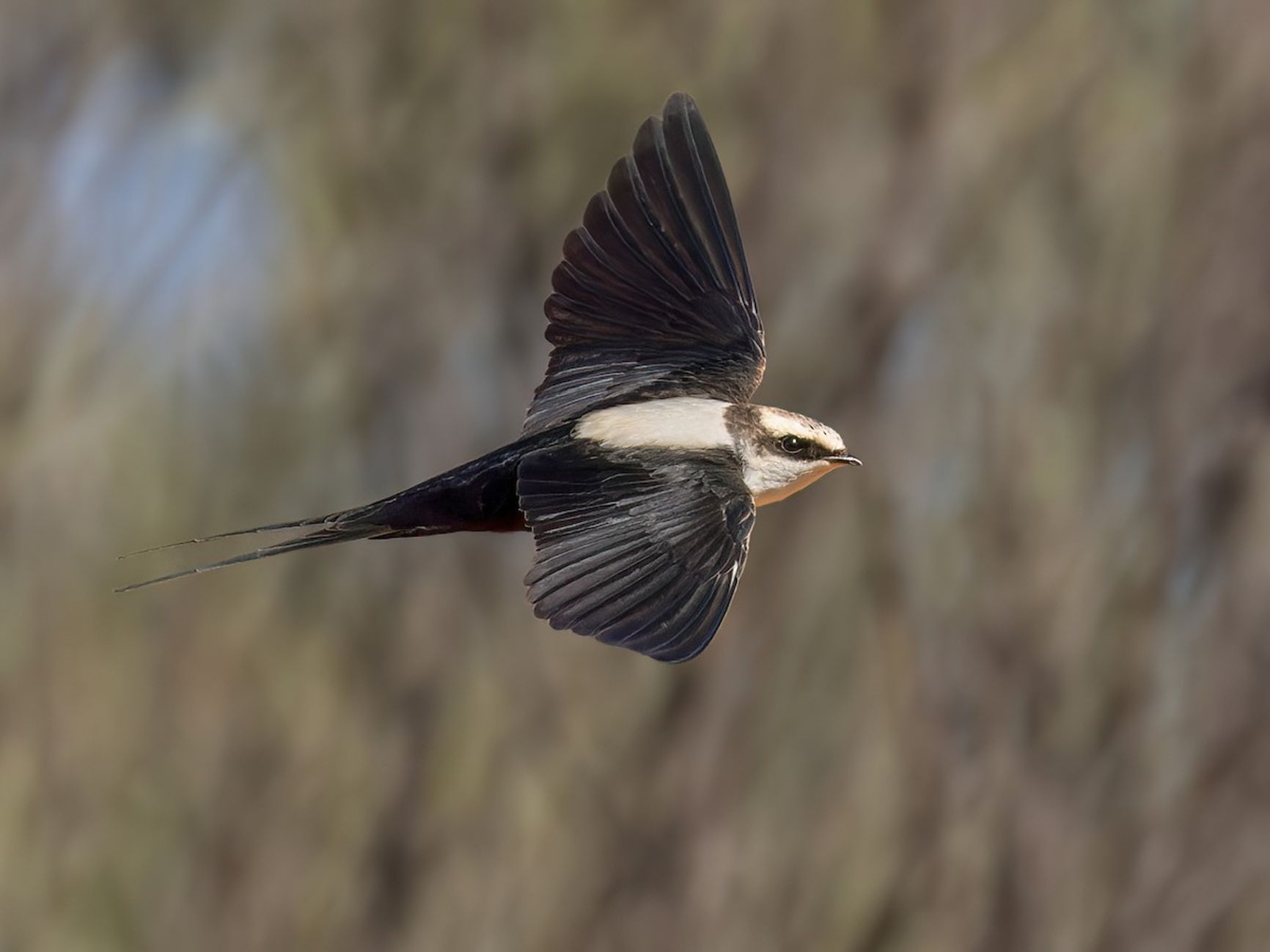 Cheramoeca leucosternus