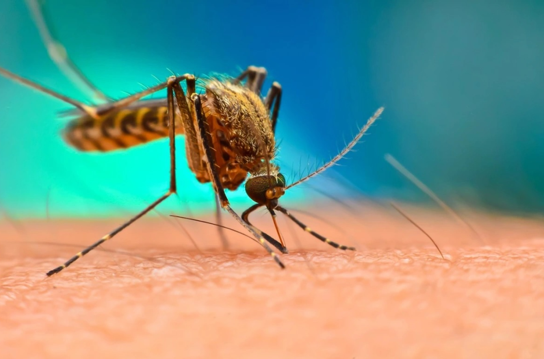 Закрытие ведущего в Африке проекта по борьбе с малярией связано с российской ...