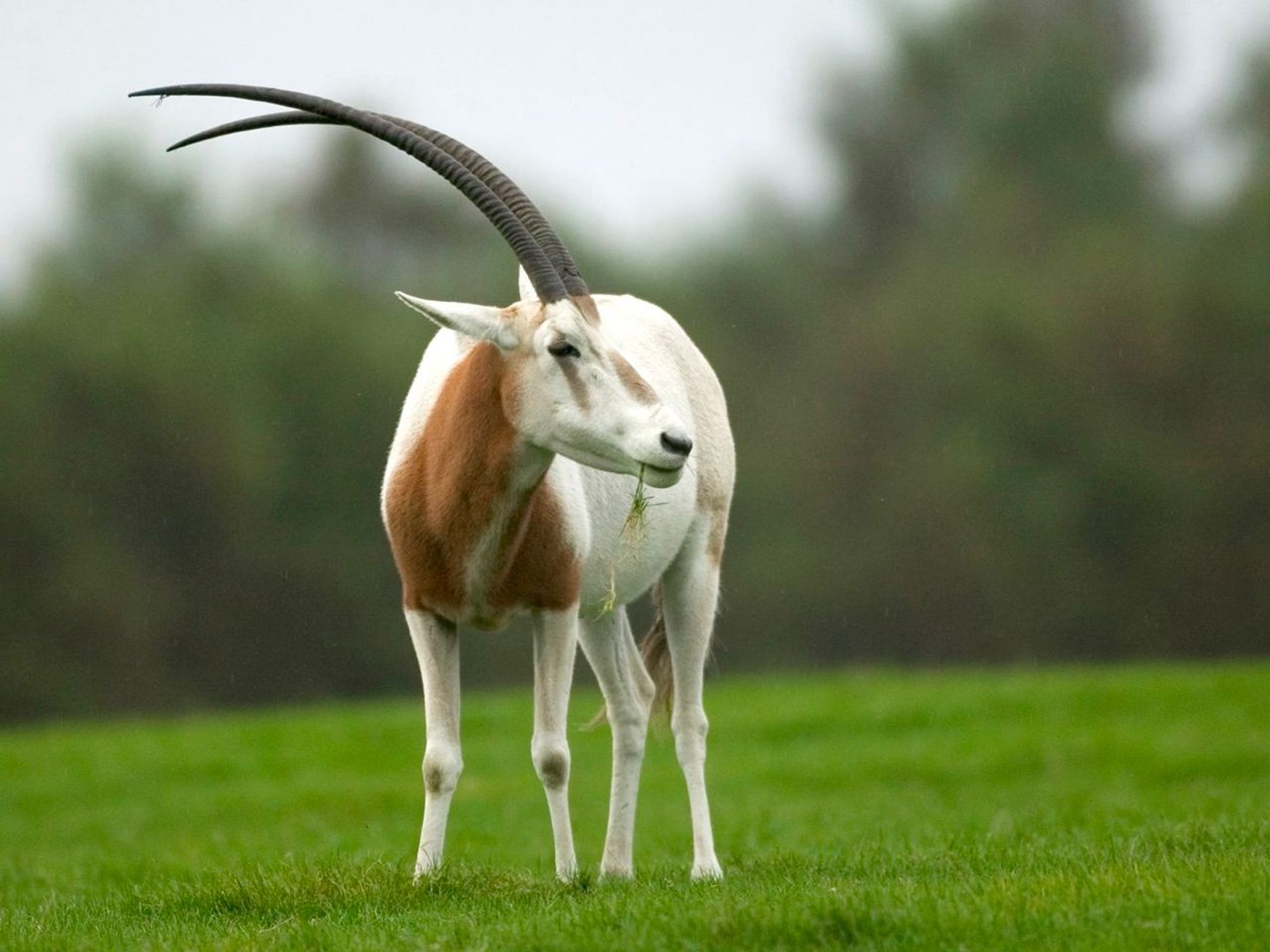 Сахарский орикс (Scimitar-horned Oryx)