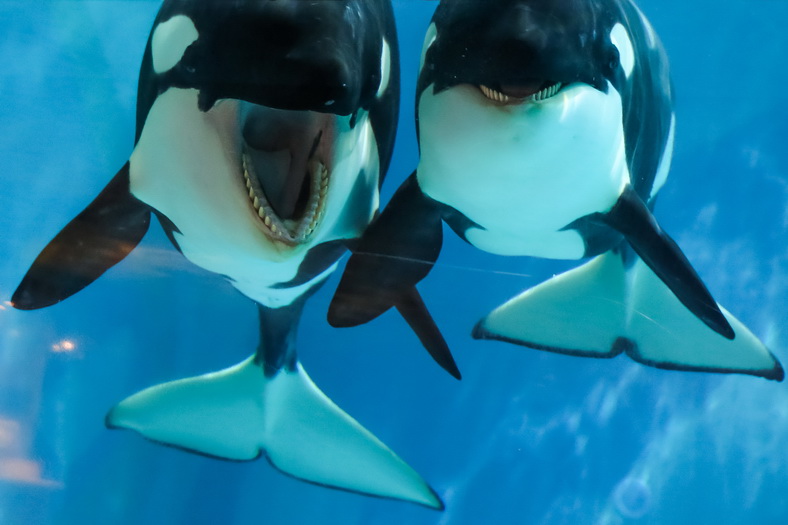 Косатки в «Москвариуме»