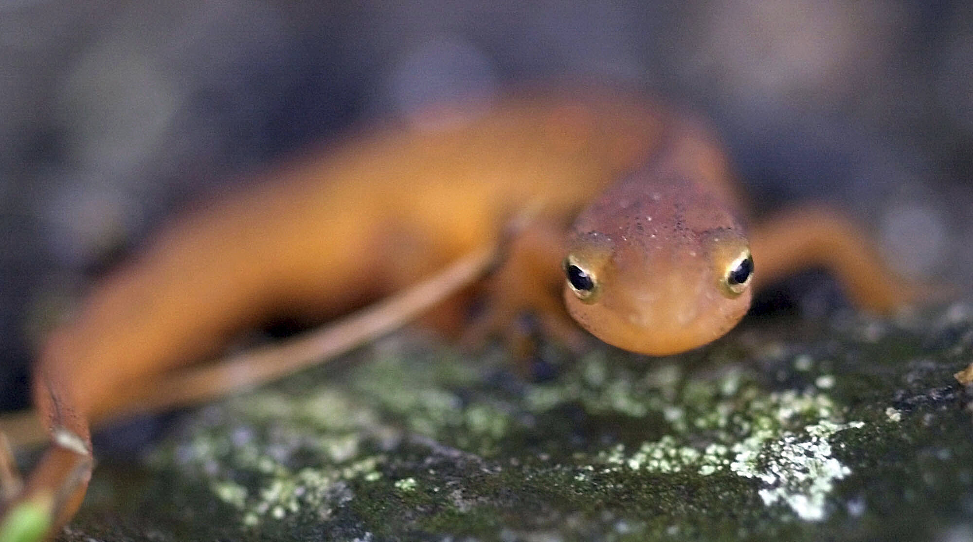 Пятнистый тритон