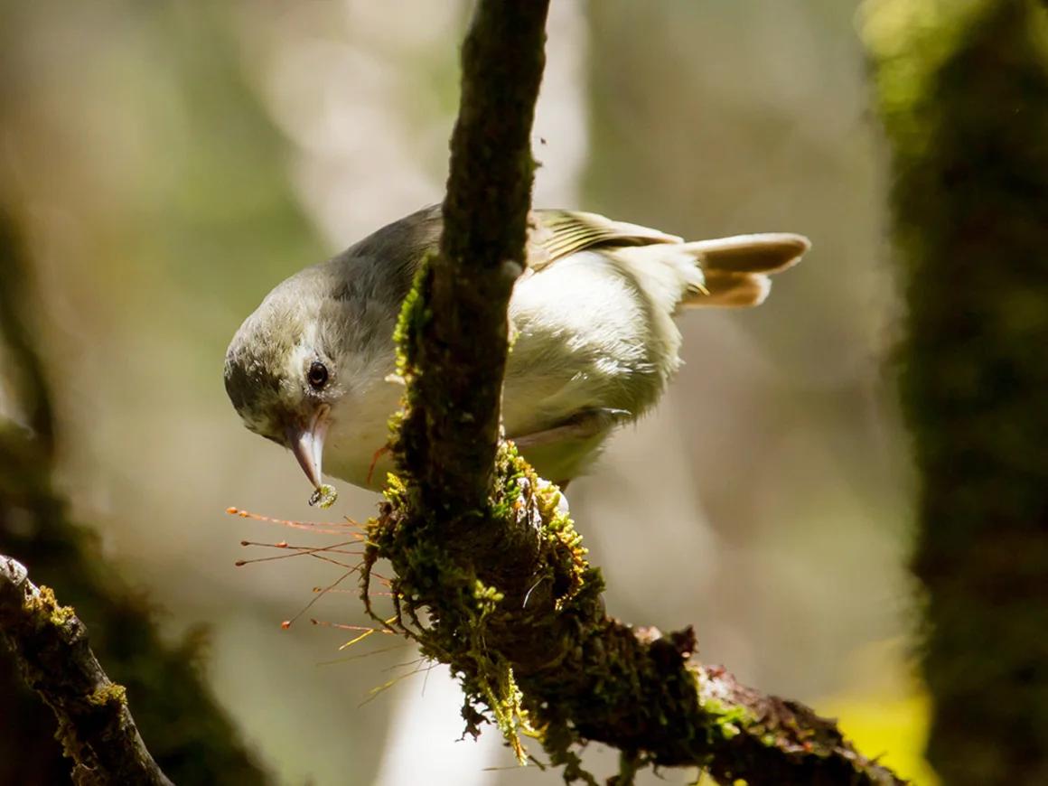 Птица акикики