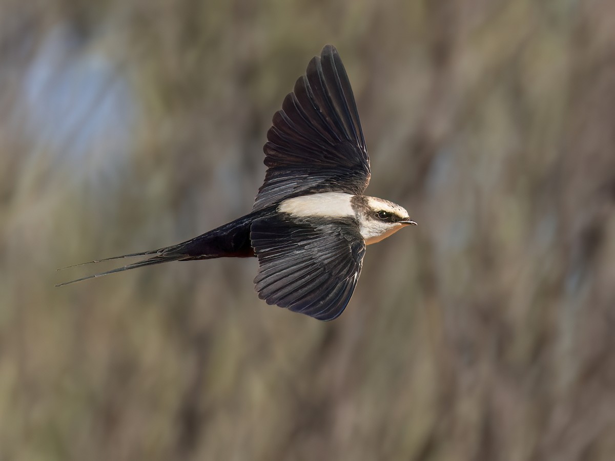 Cheramoeca leucosternus