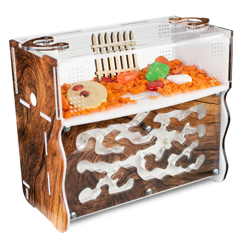 An example of a typical ant farm