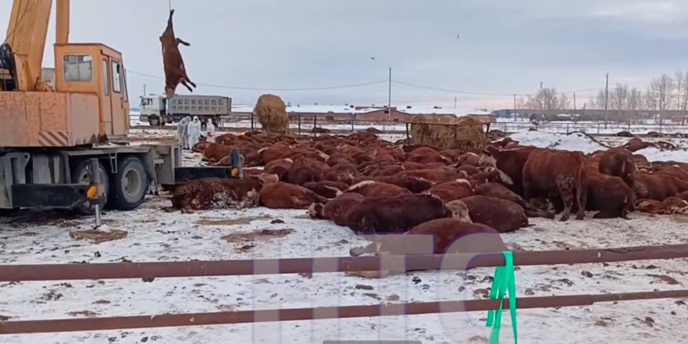 Фото: «Народное телевидение Сибири»