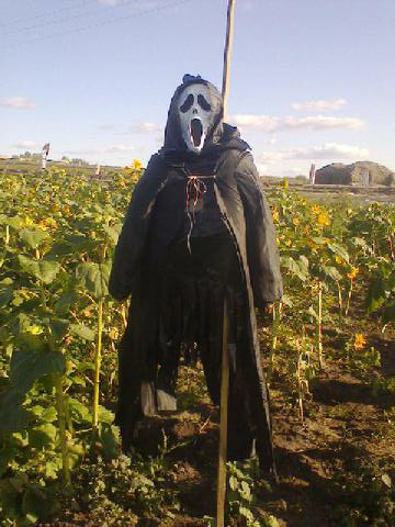 То самое пугало в огороде родителей Алексея Шварца