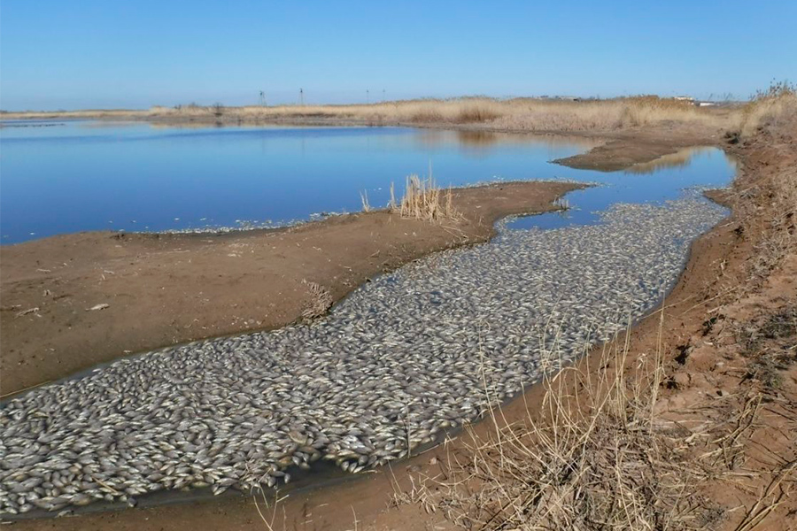 Фото: kaspyinfo.ru