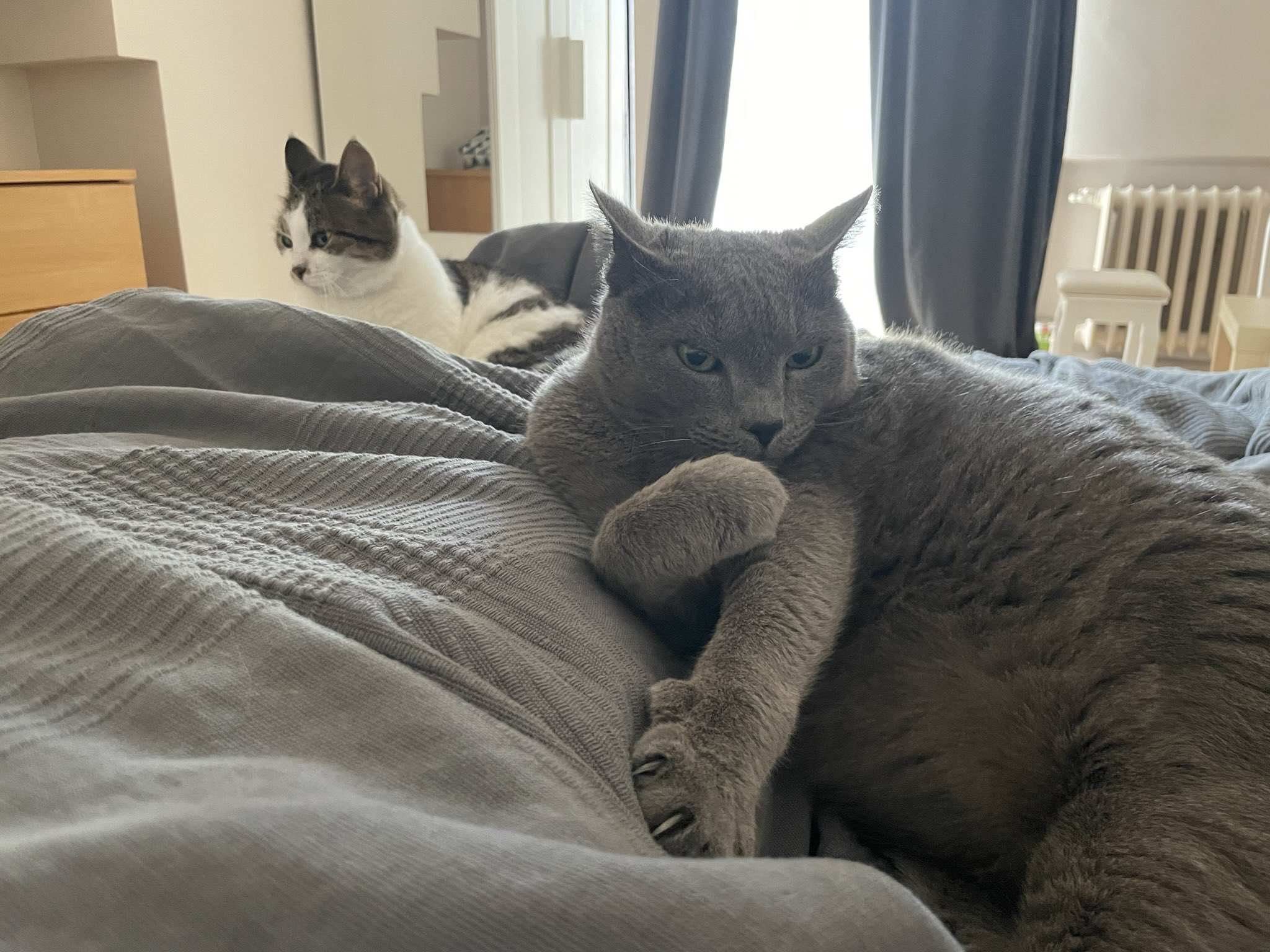 Фото: коты Татьяны Фельгенгауэр / Twitter