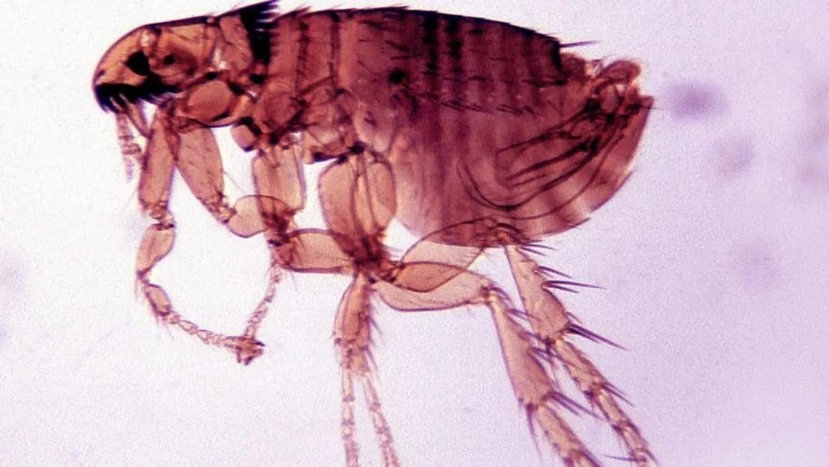 Блоха — переносчик бубонной чумы. Фото: Getty Images