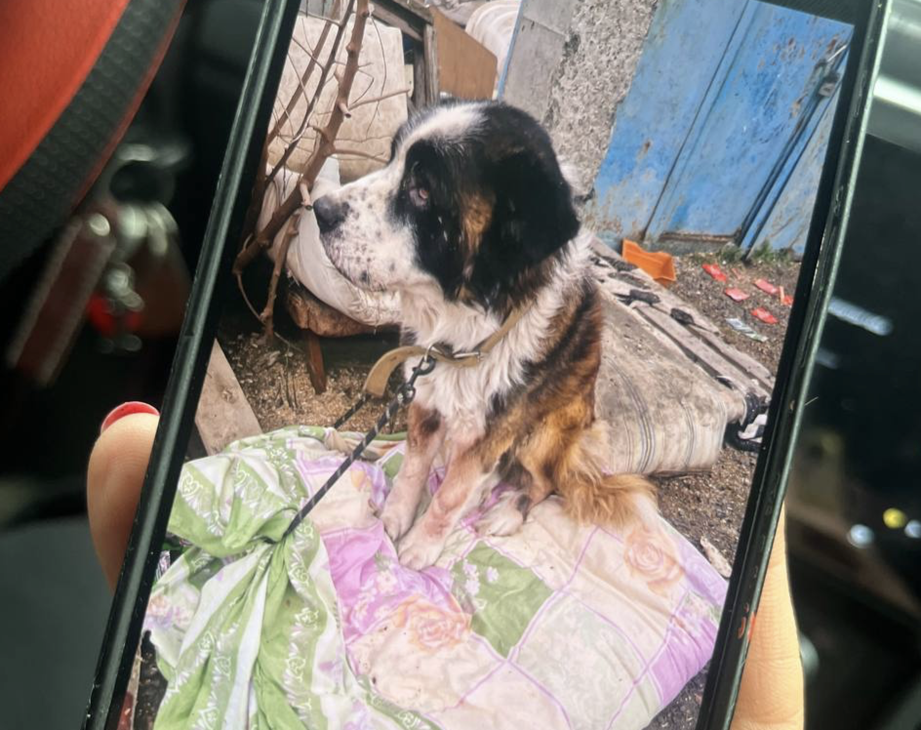 Фото: «Аксай — Помощники животным»