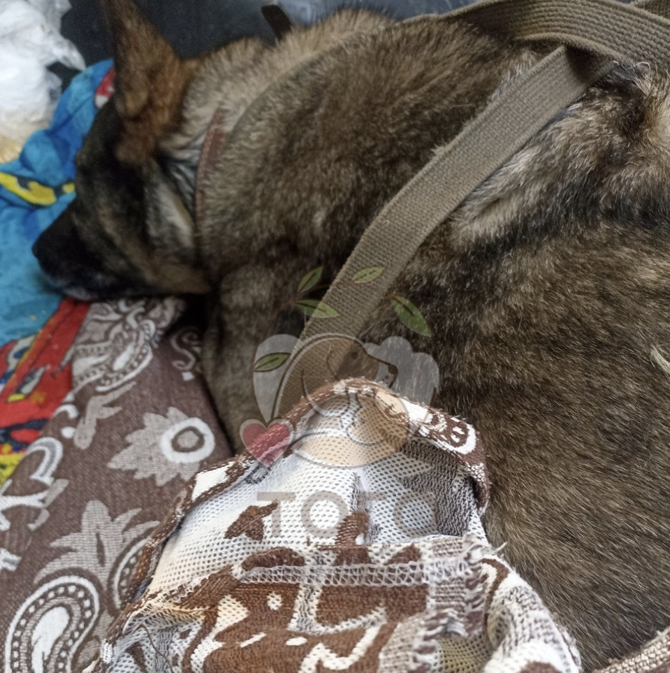 Собака Додобоня в приюте «Того» / Фото: приют «Того»