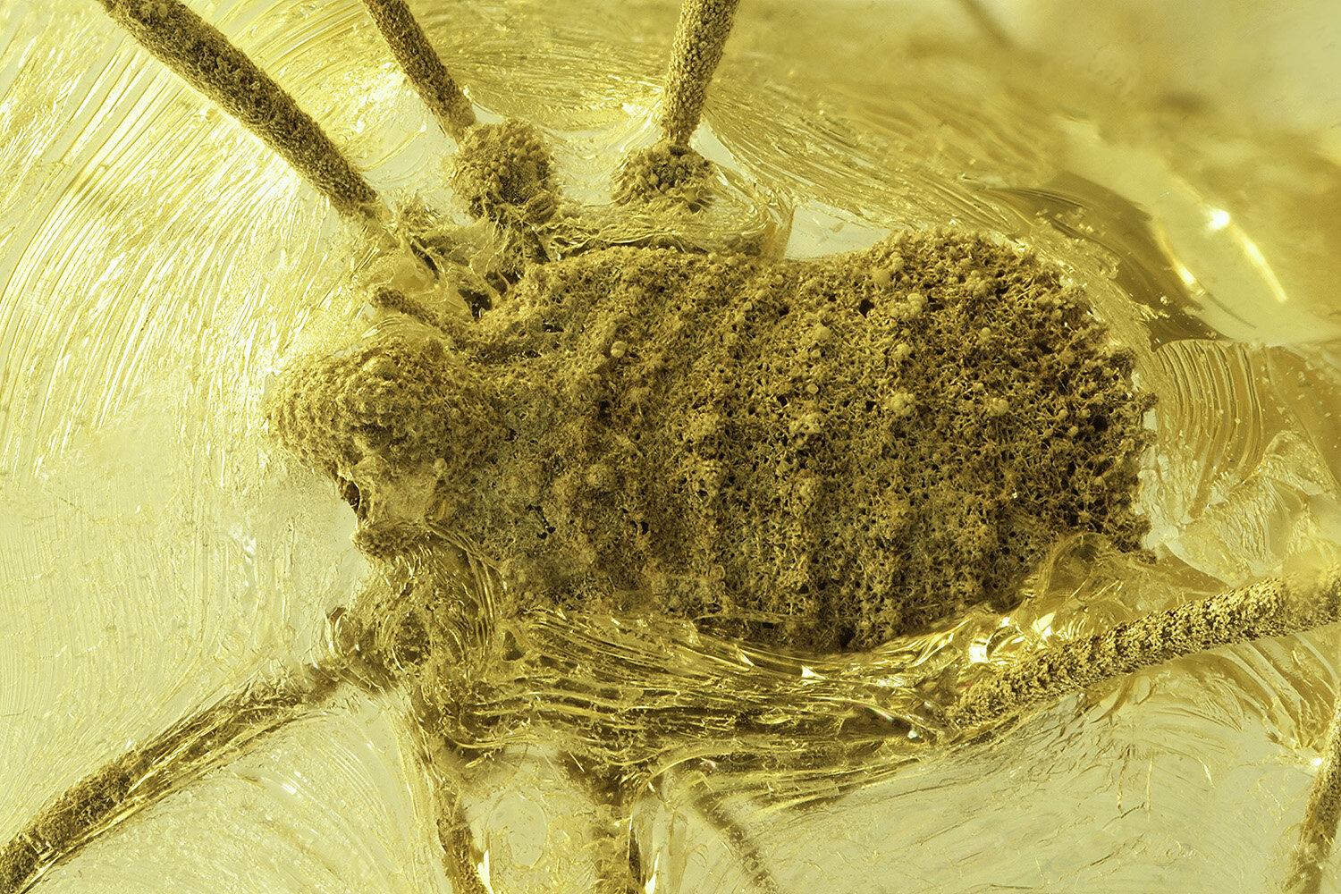 Фото: Jonas Damzen