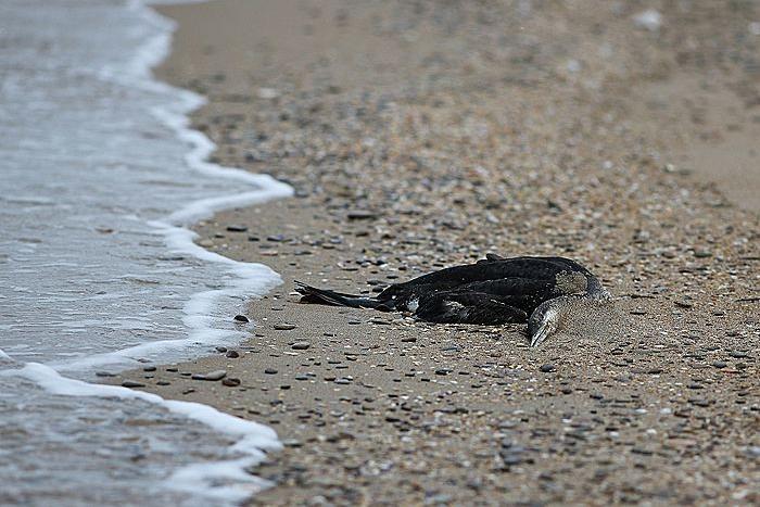 Фото: РИА «Новости»