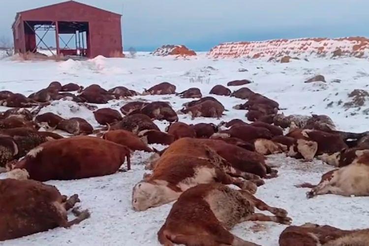 Фото: «Народное телевидение Сибири»