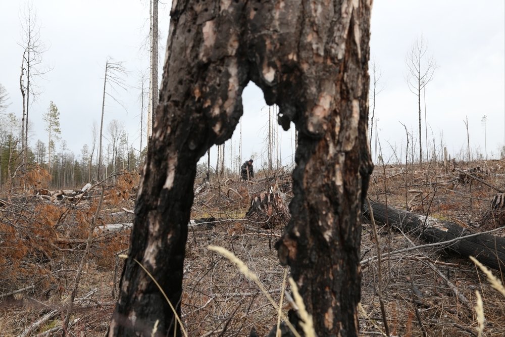 Иллюстрация к материалу