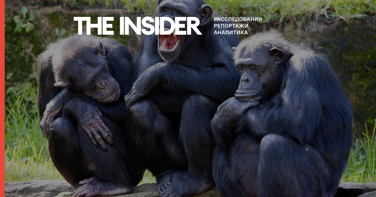 Chimpanzees Get More Upset by Injustice When Friends Are Near, Unlike Humans and Bonobos
