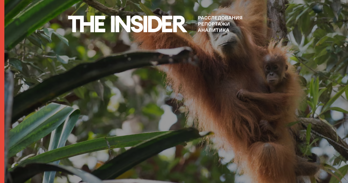 Due to abnormal rains in Indonesia in 2025, 58 out of 800 individuals of the world's rarest primates have died