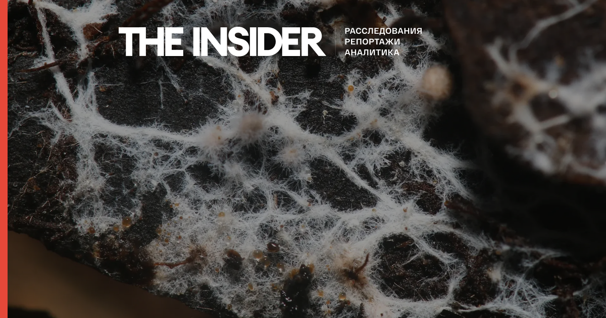 Scientists create global map of underground fungal networks for the first time. Their total length is almost a billion times the distance to the Sun